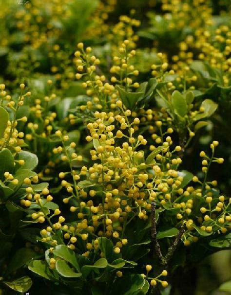 米蘭 植物|米仔蘭(米蘭之花):植物學史,形態特徵,近種區別,產地生境,繁殖方法…